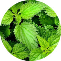 Nettle image